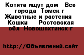 Котята ищут дом - Все города, Томск г. Животные и растения » Кошки   . Ростовская обл.,Новошахтинск г.